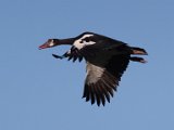 wilde makou vlieg  Wilde makou - Spur winged goose : frieda